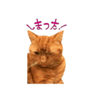 Funny Cats vol.1（個別スタンプ：16）