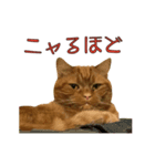 Funny Cats vol.2（個別スタンプ：2）