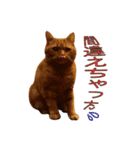 Funny Cats vol.2（個別スタンプ：3）