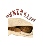 Funny Cats vol.2（個別スタンプ：4）