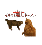 Funny Cats vol.2（個別スタンプ：5）