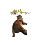 Funny Cats vol.2（個別スタンプ：6）