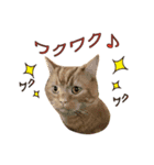 Funny Cats vol.2（個別スタンプ：7）