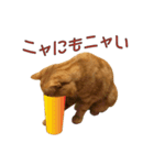 Funny Cats vol.2（個別スタンプ：9）
