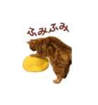 Funny Cats vol.2（個別スタンプ：11）