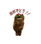 Funny Cats vol.2（個別スタンプ：12）