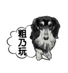 Black-haired Dachshund（個別スタンプ：5）