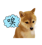 GIFAYE SHIBA INU FAMILY（個別スタンプ：1）