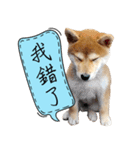GIFAYE SHIBA INU FAMILY（個別スタンプ：3）