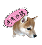 GIFAYE SHIBA INU FAMILY（個別スタンプ：5）