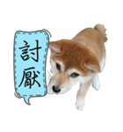 GIFAYE SHIBA INU FAMILY（個別スタンプ：9）