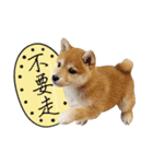 GIFAYE SHIBA INU FAMILY（個別スタンプ：10）