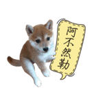 GIFAYE SHIBA INU FAMILY（個別スタンプ：11）