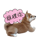 GIFAYE SHIBA INU FAMILY（個別スタンプ：13）