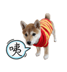 GIFAYE SHIBA INU FAMILY（個別スタンプ：14）