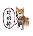 GIFAYE SHIBA INU FAMILY（個別スタンプ：15）