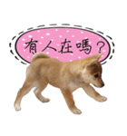 GIFAYE SHIBA INU FAMILY（個別スタンプ：16）
