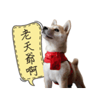 GIFAYE SHIBA INU FAMILY（個別スタンプ：17）