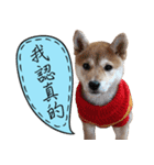 GIFAYE SHIBA INU FAMILY（個別スタンプ：18）