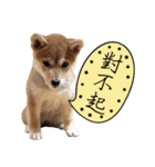 GIFAYE SHIBA INU FAMILY（個別スタンプ：20）