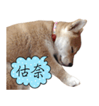 GIFAYE SHIBA INU FAMILY（個別スタンプ：23）