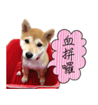 GIFAYE SHIBA INU FAMILY（個別スタンプ：24）