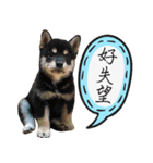 GIFAYE SHIBA INU FAMILY（個別スタンプ：28）