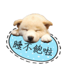 GIFAYE SHIBA INU FAMILY（個別スタンプ：29）