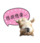 GIFAYE SHIBA INU FAMILY（個別スタンプ：31）