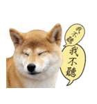 GIFAYE SHIBA INU FAMILY（個別スタンプ：37）