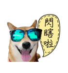 GIFAYE SHIBA INU FAMILY（個別スタンプ：39）