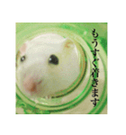 ハムスタースタンプ 遊び編（個別スタンプ：3）
