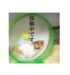 ハムスタースタンプ 遊び編（個別スタンプ：4）