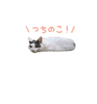 みるくこーひー（個別スタンプ：1）