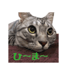 みるくこーひー（個別スタンプ：3）