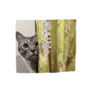 みるくこーひー（個別スタンプ：8）