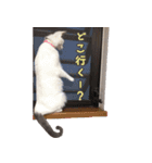みるくこーひー（個別スタンプ：13）