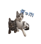 みるくこーひー（個別スタンプ：17）