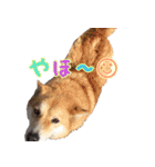 みるくこーひー（個別スタンプ：34）