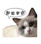 愛すべき猫 その名は大福さん（個別スタンプ：3）