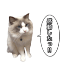 愛すべき猫 その名は大福さん（個別スタンプ：24）