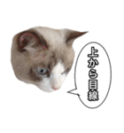 愛すべき猫 その名は大福さん（個別スタンプ：25）