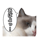愛すべき猫 その名は大福さん（個別スタンプ：29）