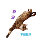 Toro＆Leo（個別スタンプ：1）