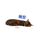 Toro＆Leo（個別スタンプ：2）
