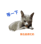 Toro＆Leo（個別スタンプ：7）