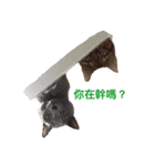Toro＆Leo（個別スタンプ：13）