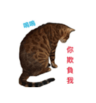 Toro＆Leo（個別スタンプ：14）