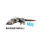 Toro＆Leo（個別スタンプ：15）