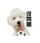 Bichon Frise~Q bi ＆ O bi Part2（個別スタンプ：1）